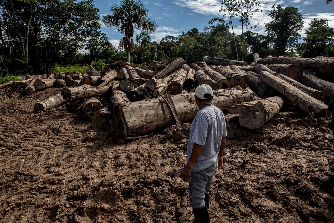 SELLO. La certificación FSC representa un alto estándar en la sostenibilidad de la madera, pero también se ha otorgado a empresas investigadas por tala ilegal. 