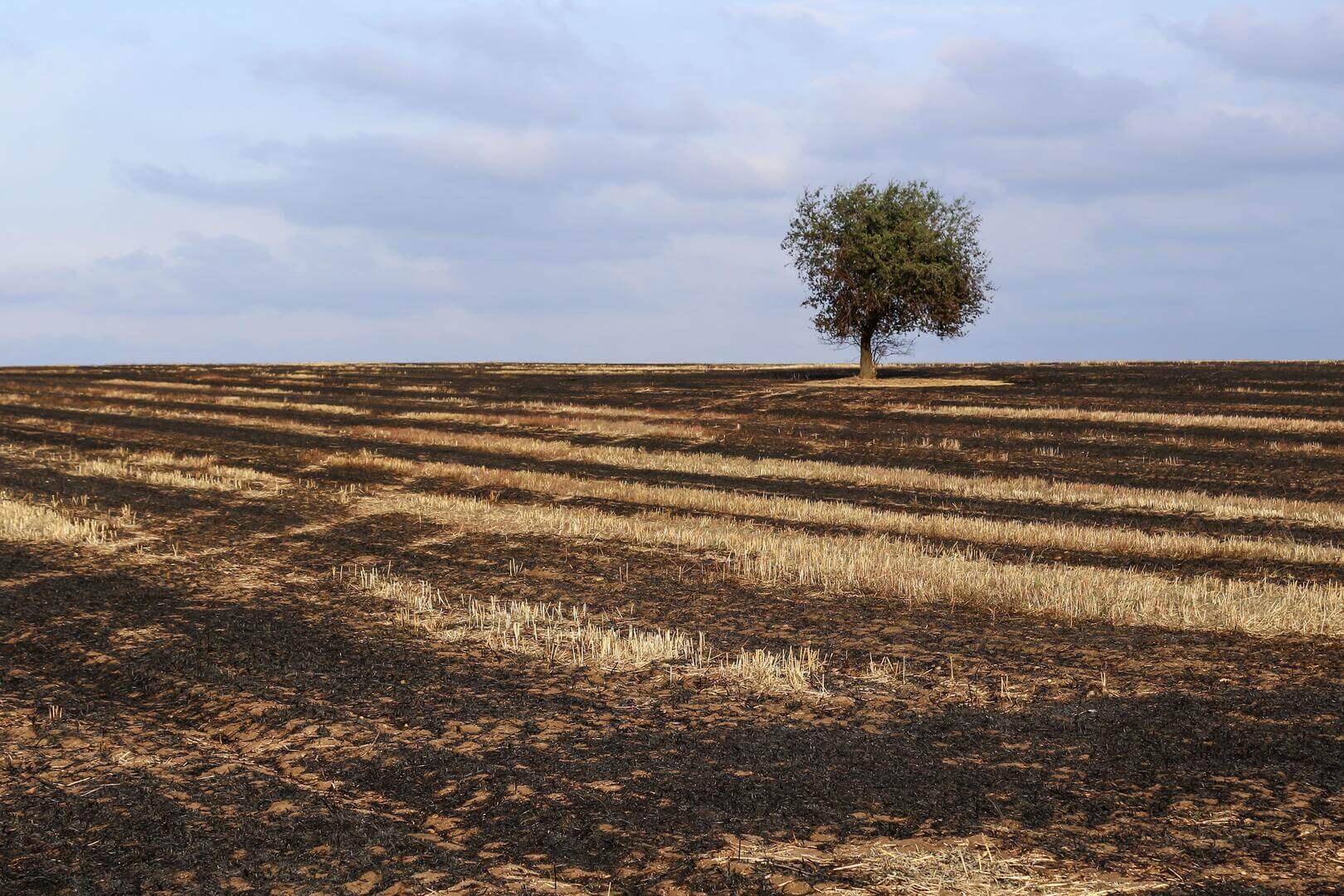 IMPACTOS. El 40% de la superficie del planeta ha sido degradada. Esto, de acuerdo a los especialistas, afecta a la mitad de la población mundial.