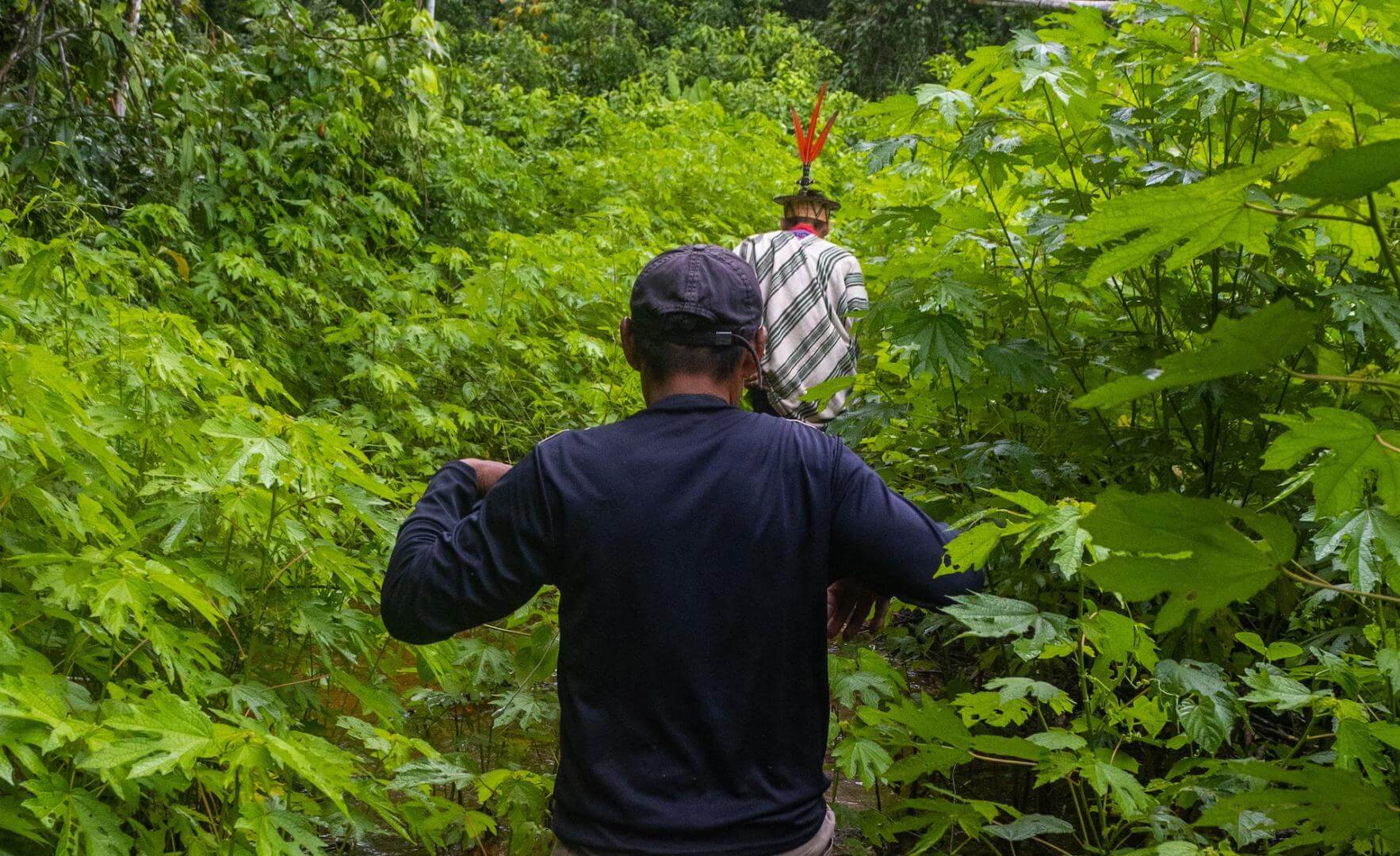 PROTECTORES. Los territorios indígenas son los espacios con los ecosistemas mejor conservados.