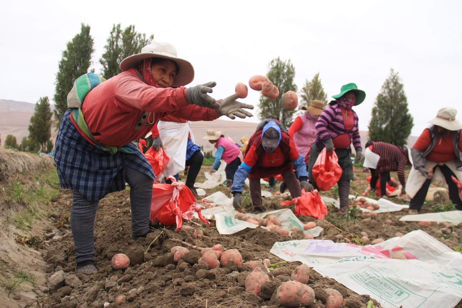 ESCASEZ. Los agricultores del Valle de Tambo en Arequipa sembraron menos papa que el 2021. Se trata de medidas frente al incremento de los costos de producción.