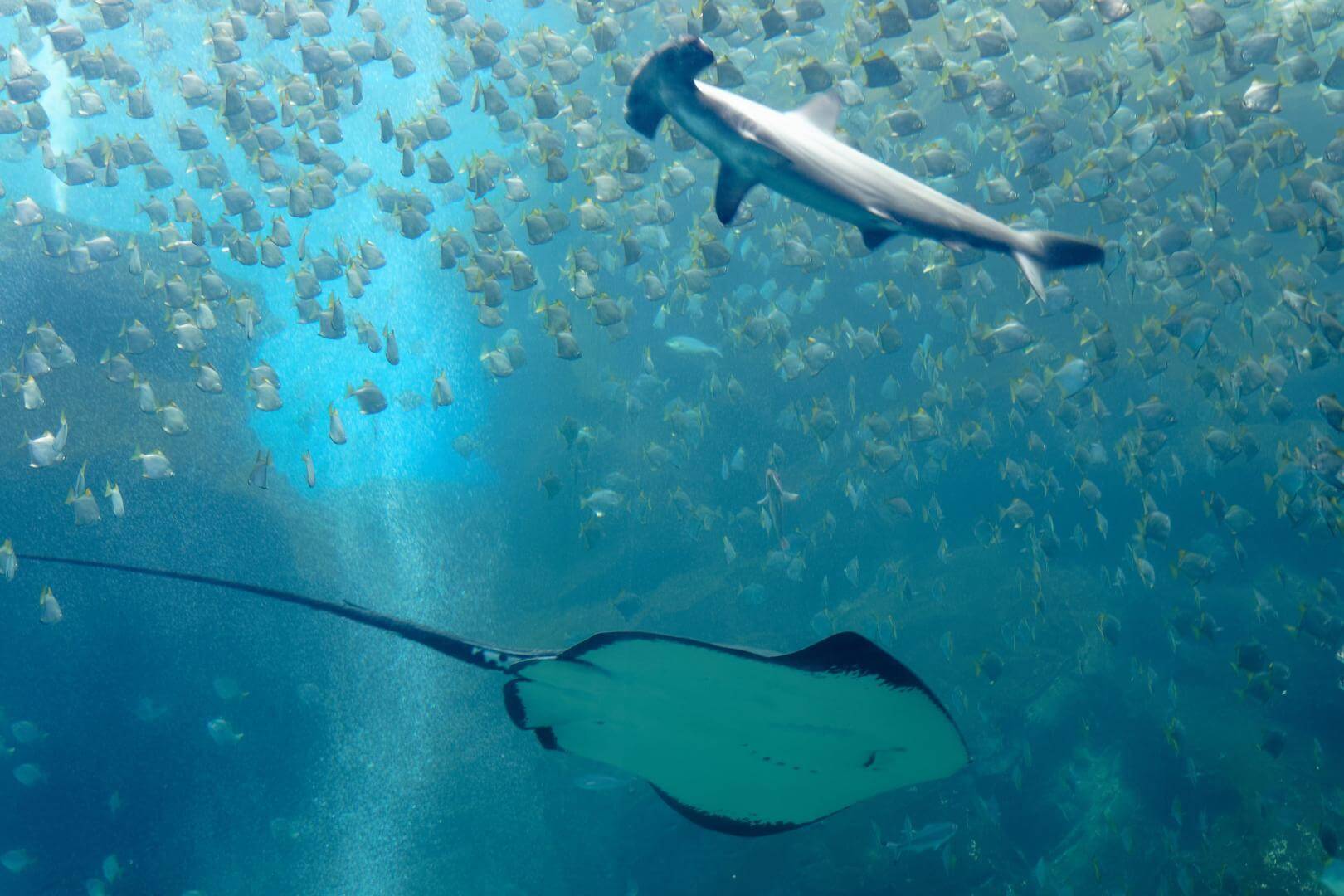 HALLAZGO. Estudio peruano resalta la necesidad de que las cuotas de pesca anuales para anchoveta y calamar consideren las dietas de los tiburones y rayas.