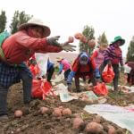 ESCASEZ. Los agricultores del Valle de Tambo en Arequipa sembraron menos papa que el 2021. Se trata de medidas frente al incremento de los costos de producción.