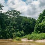 EN AGENDA. Iniciativas del Congreso amenazan los bosques y lucha contra el tráfico de especies.