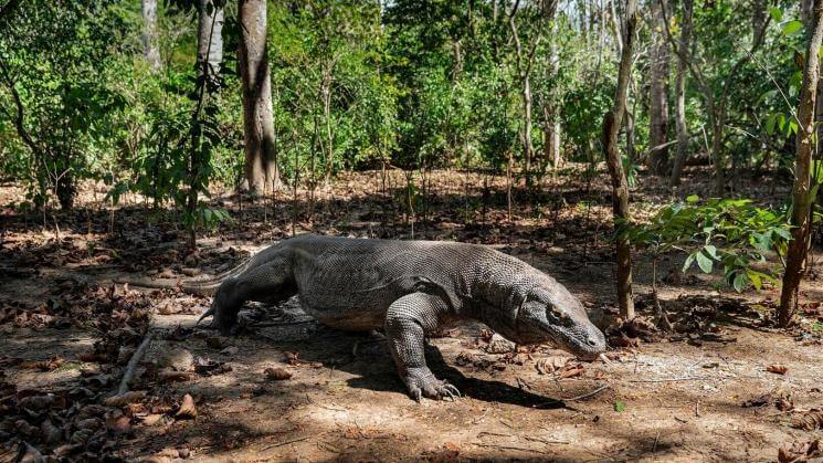 VULNERABLE. El lagarto más grande del mundo, el dragón de Komodo, se encuentra clasificado como una especie en peligro de extinción desde setiembre.