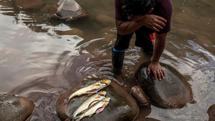 OPCIONES. Ante el incremento de los producto procesados en los mercados, los indígenas han retomado desde la pandemia sus prácticas ancestrales de caza, pesca y horticultura.