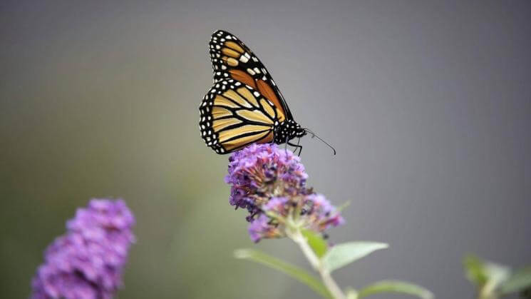 MARIPOSA MONARCA. Un ejemplar en Wading River, en Long Island, Nueva York, el 9 de octubre de 2021.