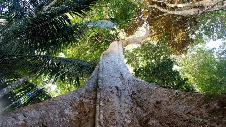 PROTECCIÓN. Una iniciativa, que se presentará en noviembre en Panamá, plantea que el shihuahuaco sea incluido en una lista global de especies amenazadas.