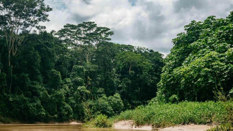 EN AGENDA. Iniciativas del Congreso amenazan los bosques y lucha contra el tráfico de especies.