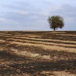 IMPACTOS. El 40% de la superficie del planeta ha sido degradada. Esto, de acuerdo a los especialistas, afecta a la mitad de la población mundial.