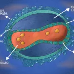 PREPARACIÓN. La contención del virus de la viruela del mono es clave para evitar que la enfermedad se propague.