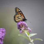 MARIPOSA MONARCA. Un ejemplar en Wading River, en Long Island, Nueva York, el 9 de octubre de 2021.