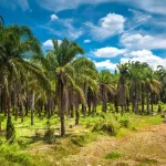 CONFLICTO. El incremento de los cultivos de palma aceitera en Ucayali ha generado enfrentamientos con comunidades indígenas.