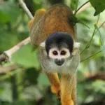 PRIMATES AMENAZADOS. Mono ardilla (Genus Saimiri), especie que habita en la Amazonía peruana.