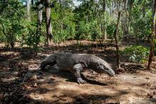 VULNERABLE. El lagarto más grande del mundo, el dragón de Komodo, se encuentra clasificado como una especie en peligro de extinción desde setiembre.