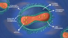 PREPARACIÓN. La contención del virus de la viruela del mono es clave para evitar que la enfermedad se propague.