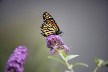 MARIPOSA MONARCA. Un ejemplar en Wading River, en Long Island, Nueva York, el 9 de octubre de 2021.