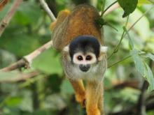 PRIMATES AMENAZADOS. Mono ardilla (Genus Saimiri), especie que habita en la Amazonía peruana.