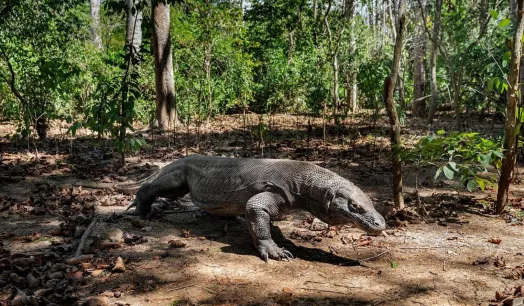 VULNERABLE. El lagarto más grande del mundo, el dragón de Komodo, se encuentra clasificado como una especie en peligro de extinción desde setiembre.