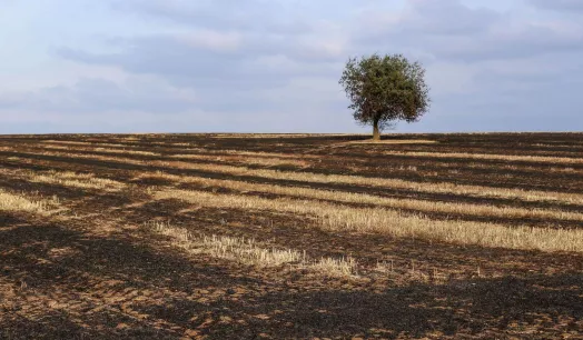 IMPACTOS. El 40% de la superficie del planeta ha sido degradada. Esto, de acuerdo a los especialistas, afecta a la mitad de la población mundial.