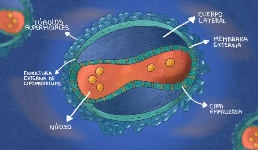 PREPARACIÓN. La contención del virus de la viruela del mono es clave para evitar que la enfermedad se propague.