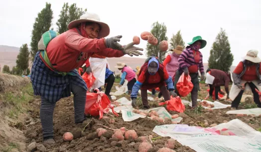 ESCASEZ. Los agricultores del Valle de Tambo en Arequipa sembraron menos papa que el 2021. Se trata de medidas frente al incremento de los costos de producción.