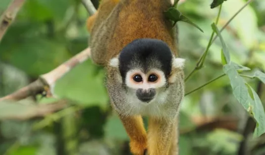 PRIMATES AMENAZADOS. Mono ardilla (Genus Saimiri), especie que habita en la Amazonía peruana.