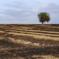 IMPACTOS. El 40% de la superficie del planeta ha sido degradada. Esto, de acuerdo a los especialistas, afecta a la mitad de la población mundial.