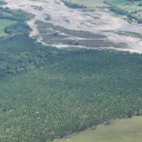 PALMA ACEITERA. Las exportaciones desde Perú y Colombia se verán impulsadas por contexto internacional.