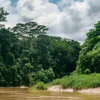 EN AGENDA. Iniciativas del Congreso amenazan los bosques y lucha contra el tráfico de especies.