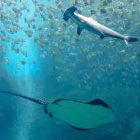 HALLAZGO. Estudio peruano resalta la necesidad de que las cuotas de pesca anuales para anchoveta y calamar consideren las dietas de los tiburones y rayas.