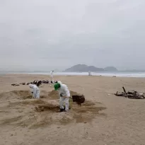 CONTAGIOS. Los brotes de la influenza aviar en especies de corral y silvestres se han identificado en ocho países en América Latina.